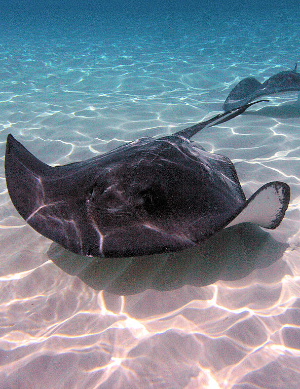 Nassau Blackbeards Stingray Snorkeling Adventure